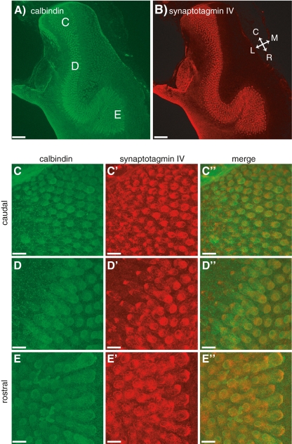 FIG. 7