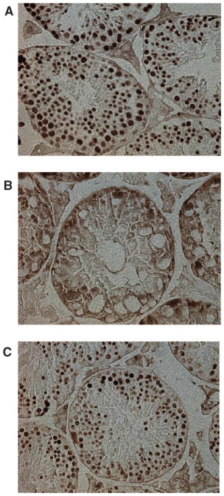 Fig. 11