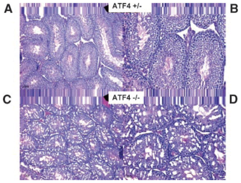 Fig. 10