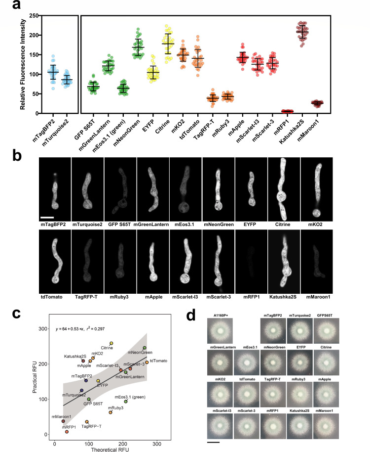 FPs depict fluorescence intensity, cell microscopy images, theoretical vs. practical RFU, and fungal colonies expressing different FPs.