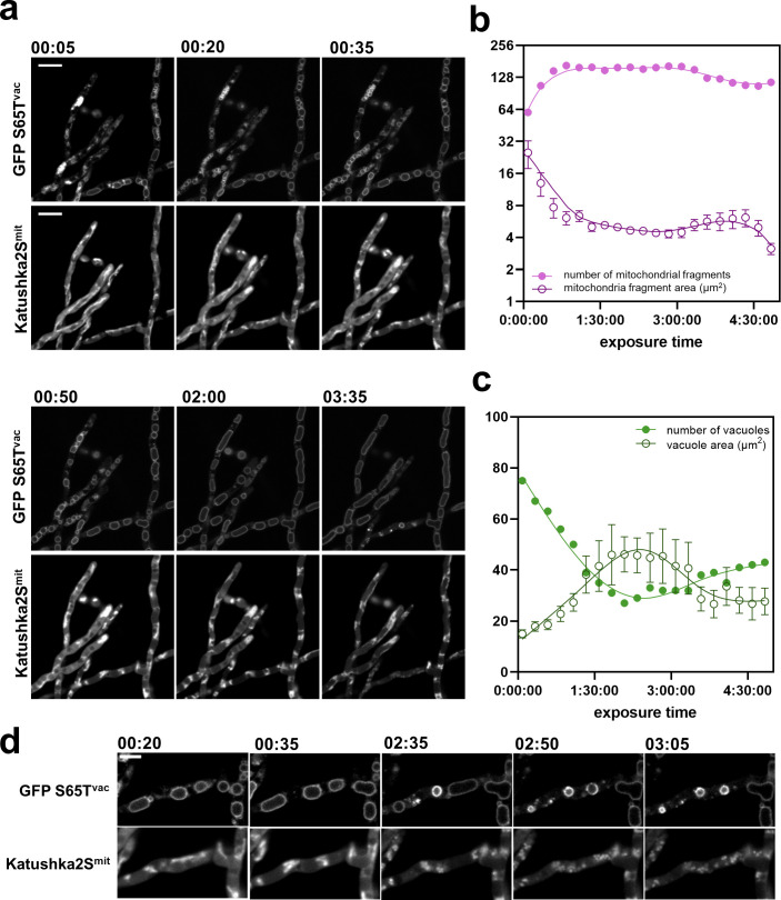 Time-lapse microscopy of fungal cells expressing GFP S65T for vacuoles and Katushka2S for mitochondria, with plots tracking the number and area of mitochondrial fragments, vacuoles, and zoomed-in views of vacuole and mitochondrial dynamics.