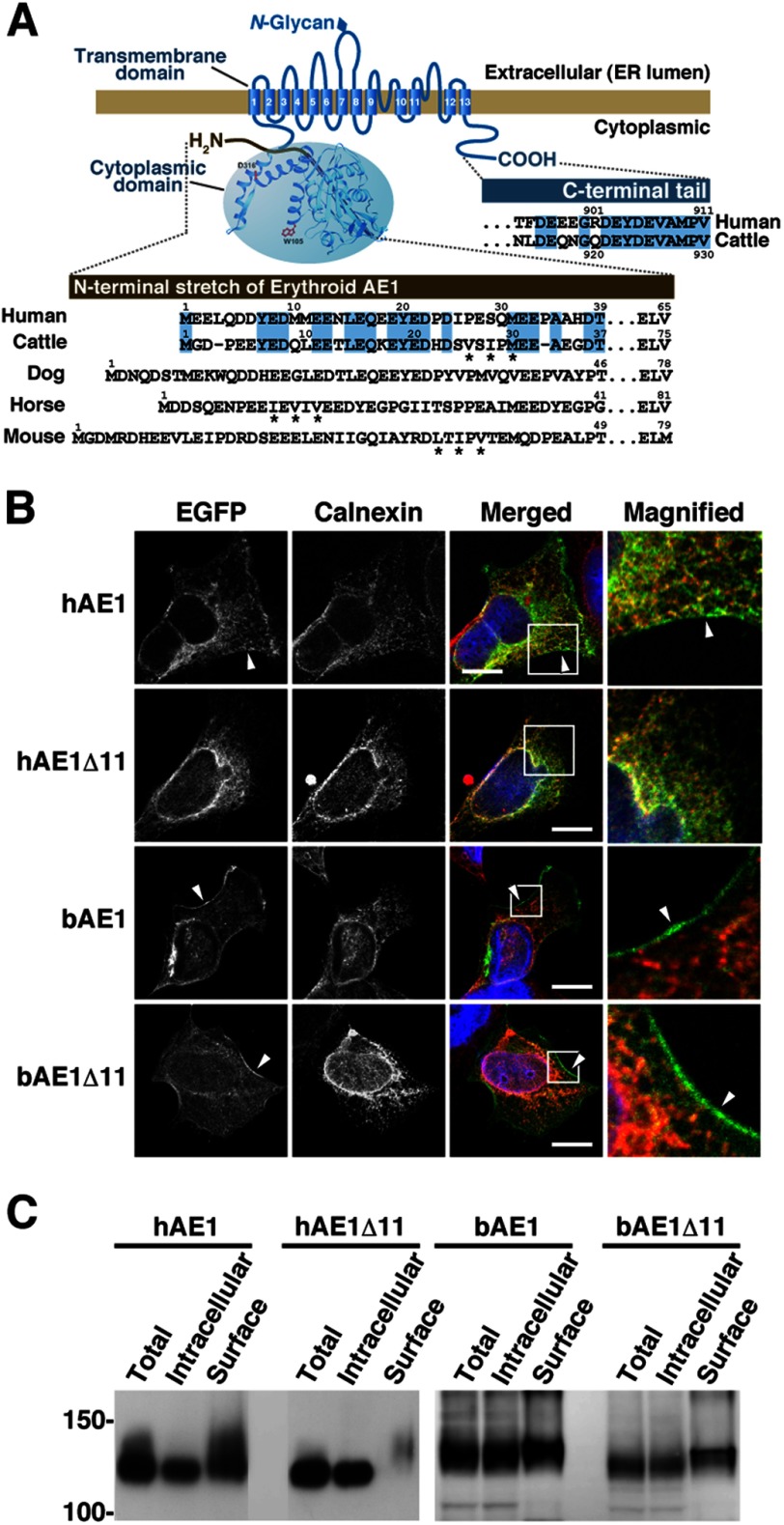 FIGURE 1.