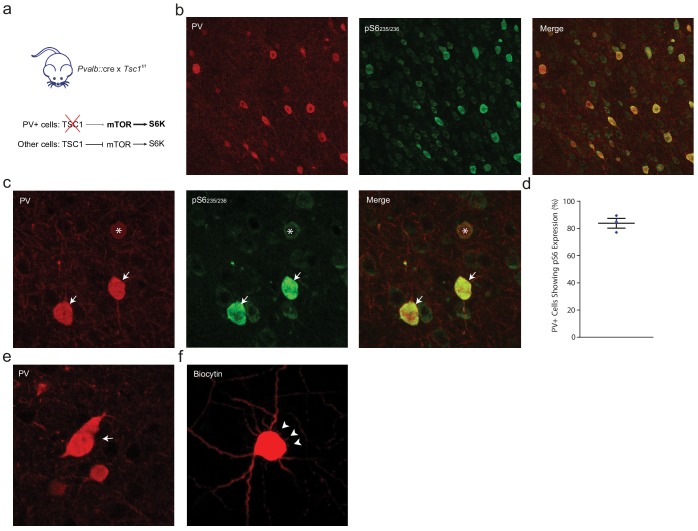 Figure 4—figure supplement 1.