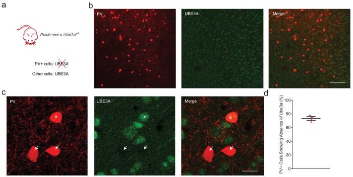 Figure 4—figure supplement 2.