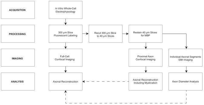 Figure 1—figure supplement 1.