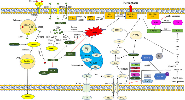 FIGURE 1