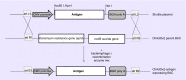<b>Figure 2.</b>