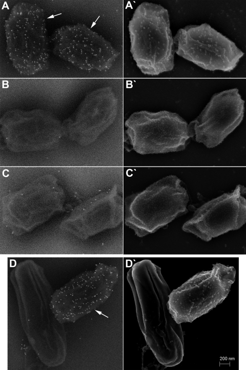 FIG. 5.