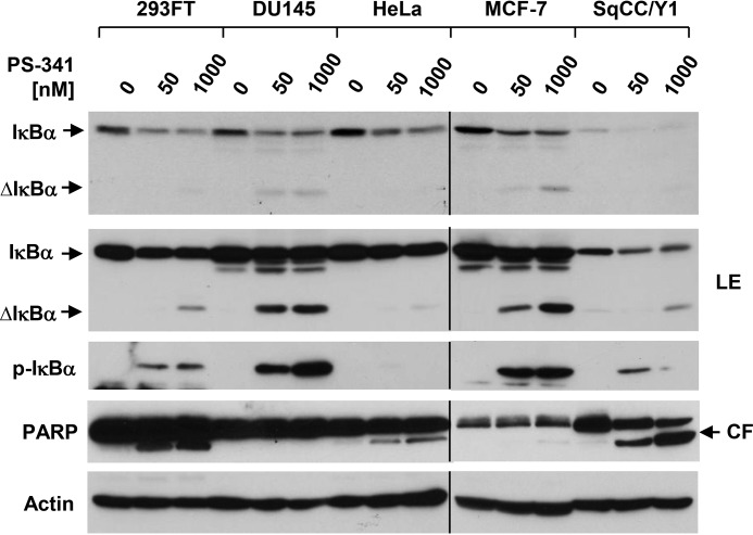 Figure 2A.