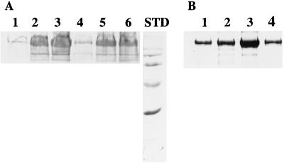 FIG. 7