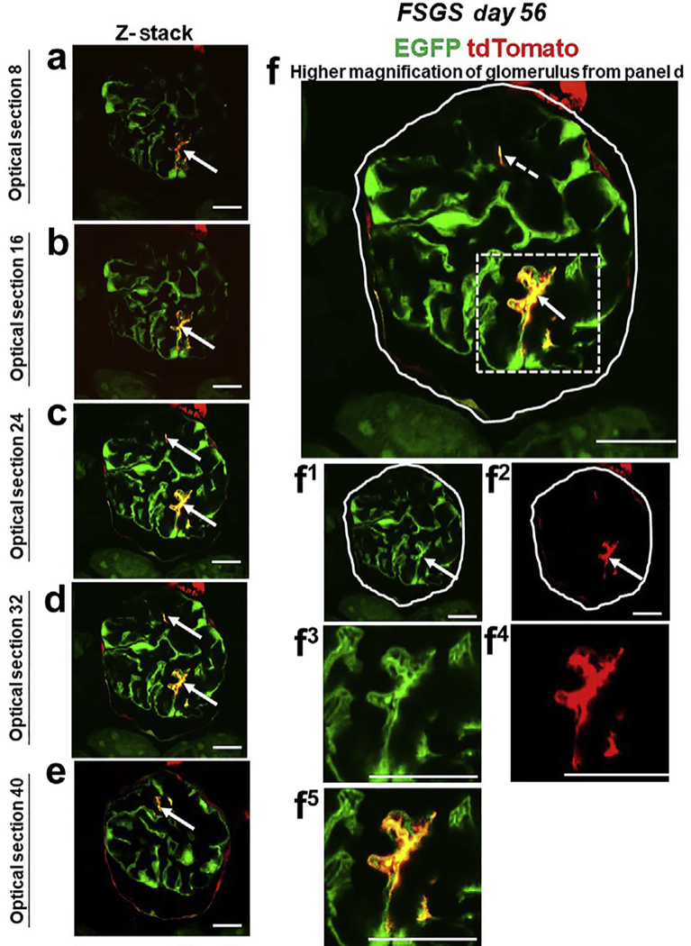 Figure 4|