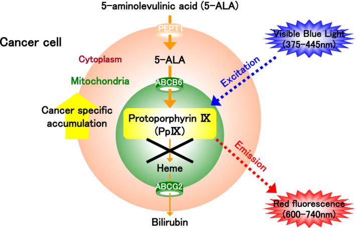 FIGURE 3