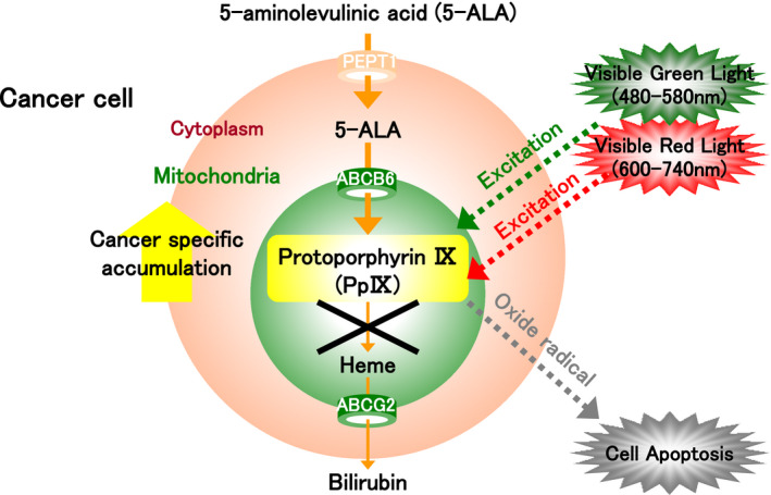 FIGURE 4