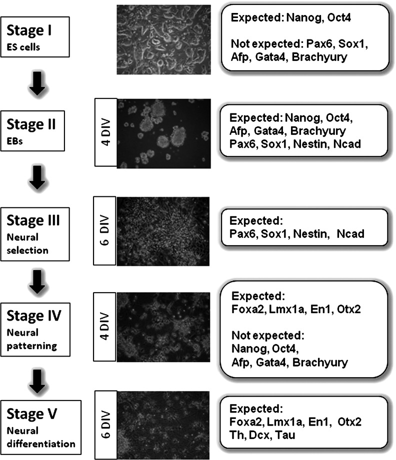 FIG. 1.