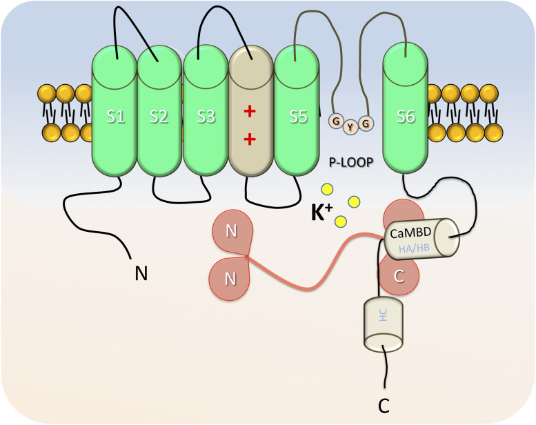 FIGURE 1