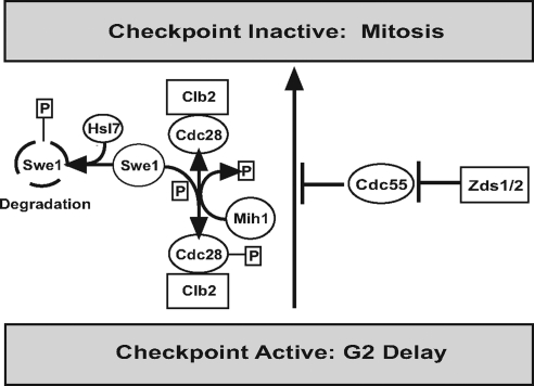 Figure 7.