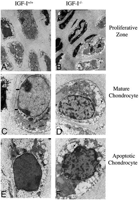 Fig. 9.