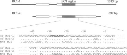 graphic file with name pnas01131-0140-a.jpg