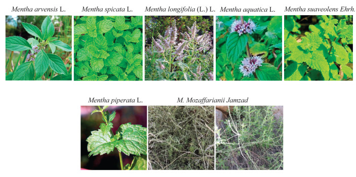 A Comprehensive Review of the Key Characteristics of the Genus Mentha ...