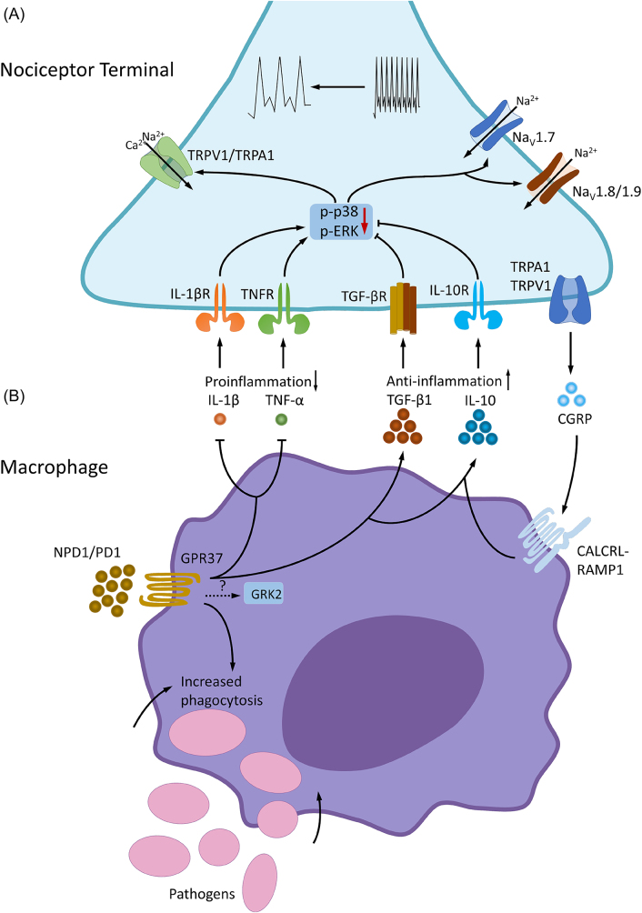 Figure 4: