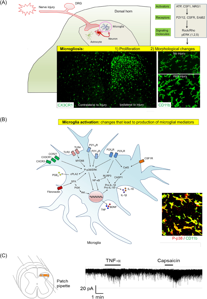 Figure 10: