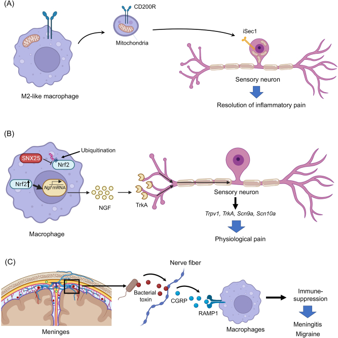 Figure 5: