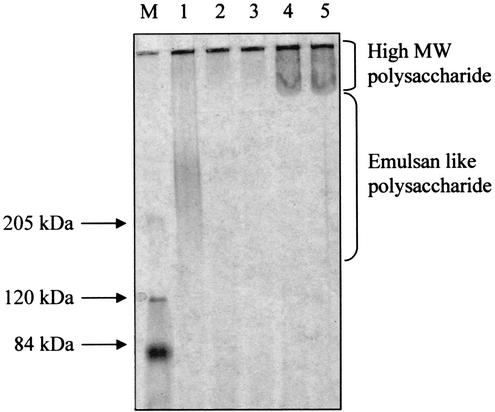 FIG. 7.