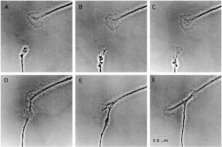 Fig. 9.