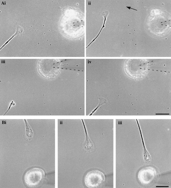 Fig. 8.