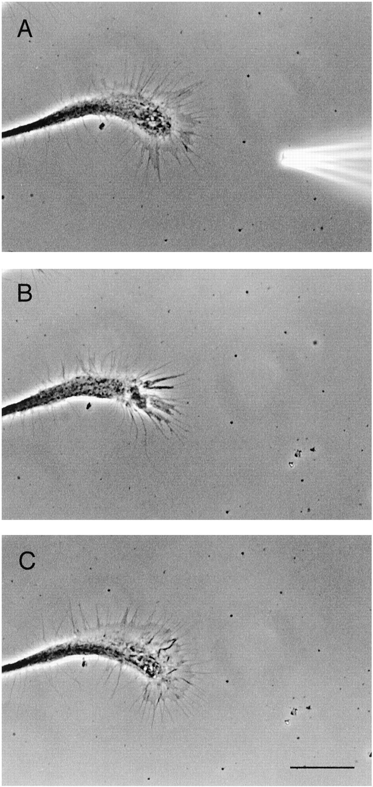 Fig. 7.