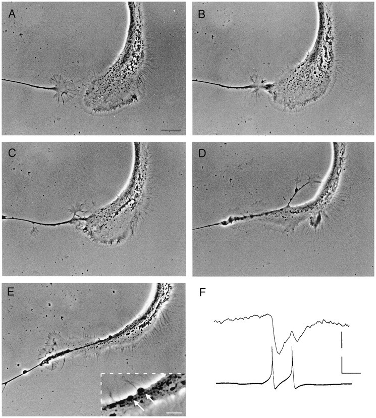 Fig. 2.