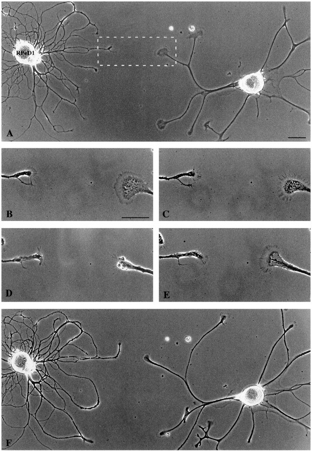 Fig. 3.