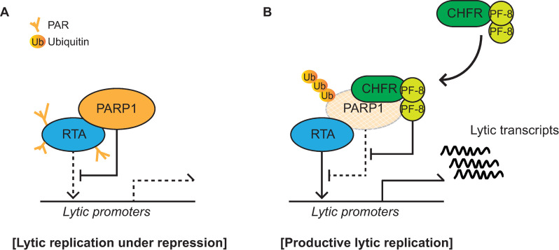 Fig 10