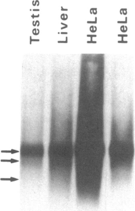 graphic file with name pnas00303-0264-d.jpg