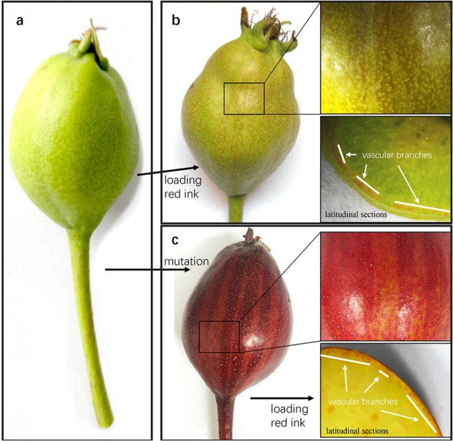 Fig. 6