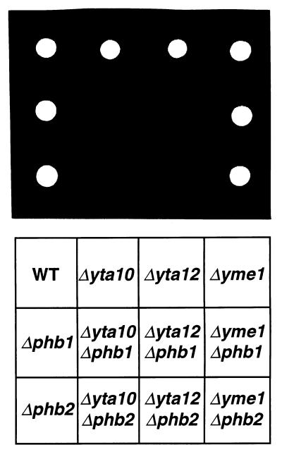 FIG. 6