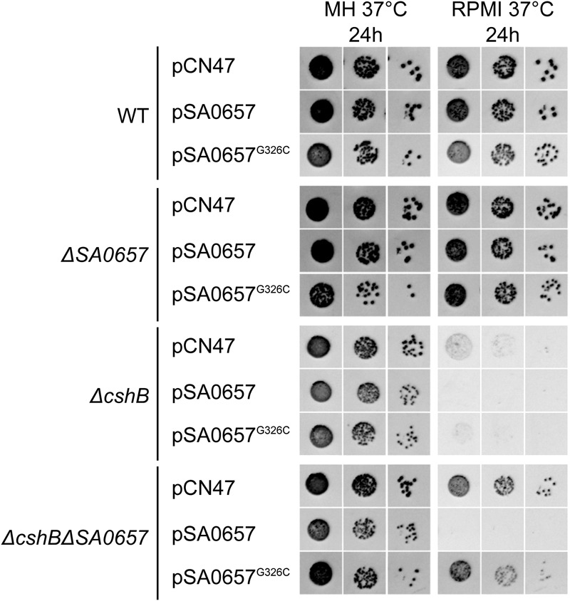 FIGURE 4