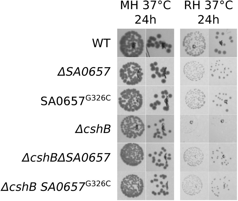 FIGURE 3