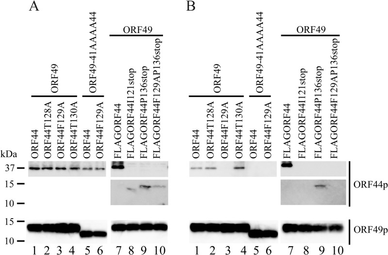 FIG 6