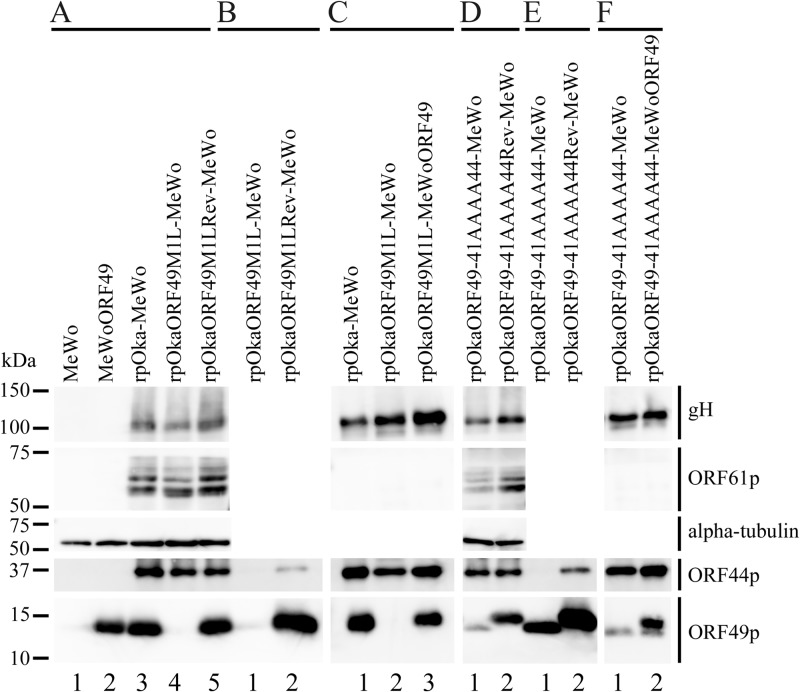 FIG 2