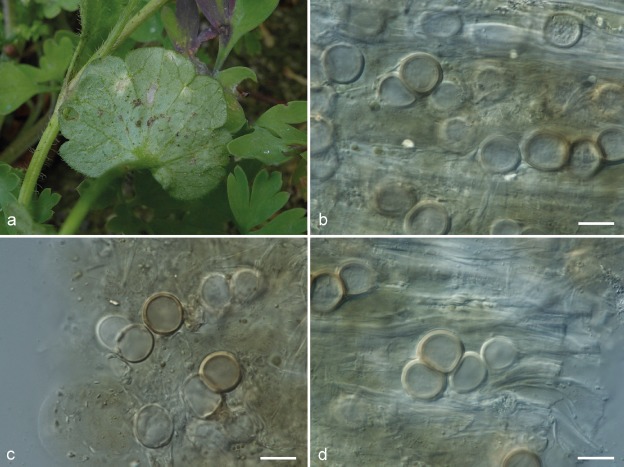 Fig. 9