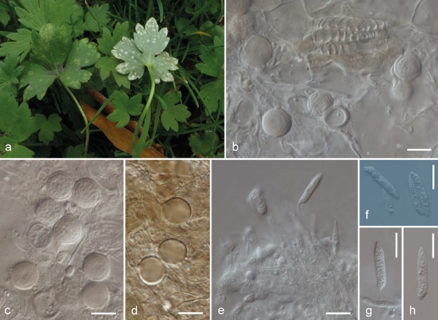 Fig. 11