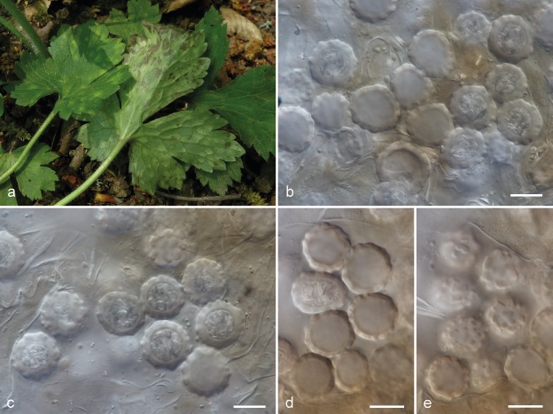 Fig. 16
