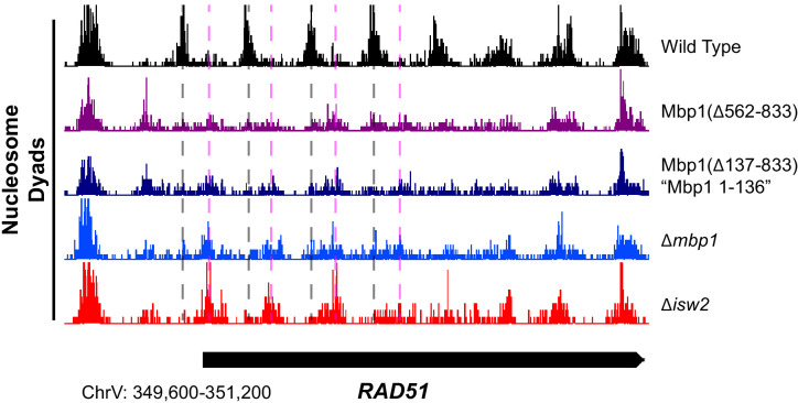 Figure 3—figure supplement 1.