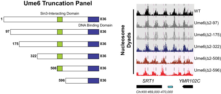 Figure 2—figure supplement 1.