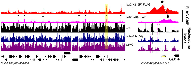 Figure 5—figure supplement 1.