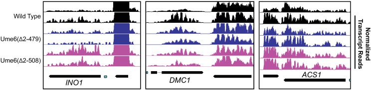 Figure 2—figure supplement 4.