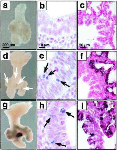 Fig 6.