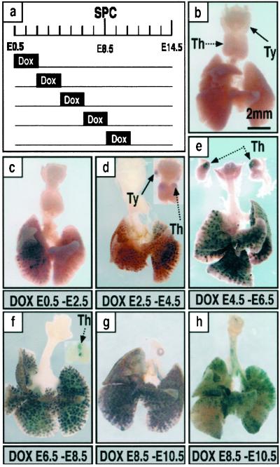 Fig 5.