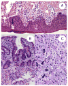 Fig. 2